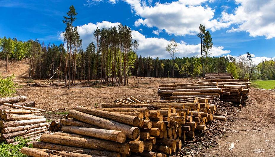 Deforestazione globale: le regole per contrastarla