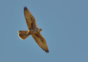 Falco sacro: raro esemplare avvistato a Ischia