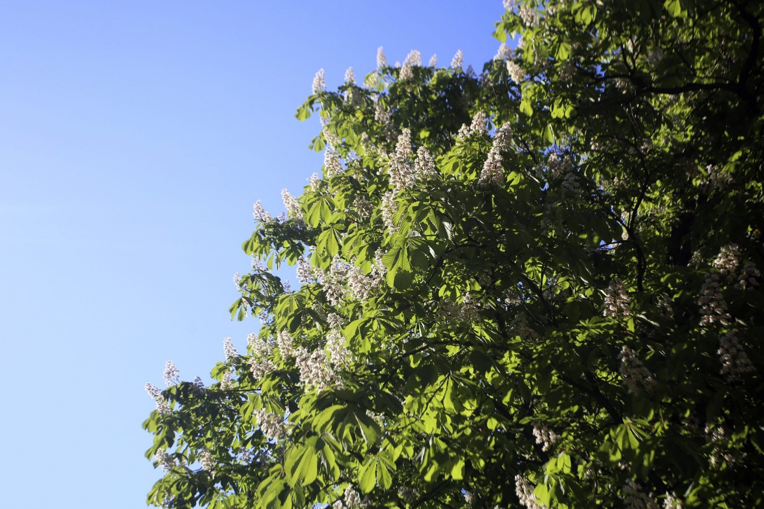 Castagni: eccezionale fioritura a settembre