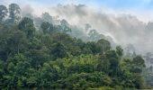 foresta pluviale Thailandia