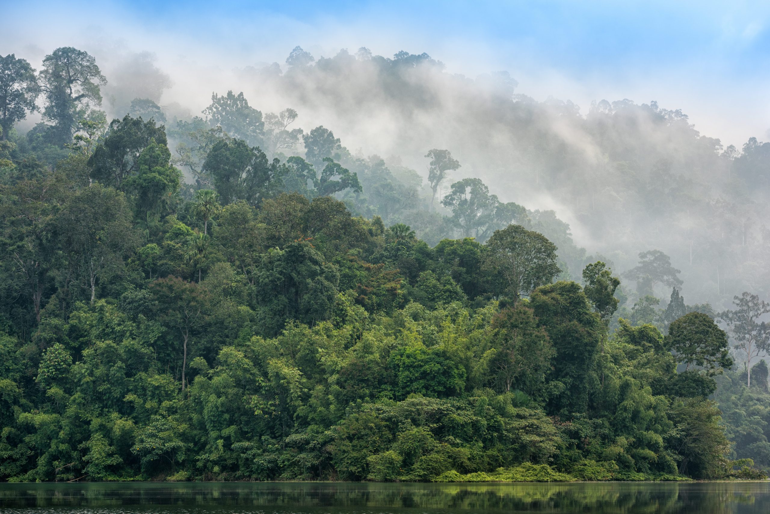 foresta pluviale Thailandia
