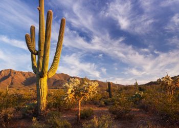 Cambiamenti climatici: addio al cactus bicentenario del Romero Ruins Trail