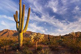 Cambiamenti climatici: addio al cactus bicentenario del Romero Ruins Trail