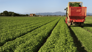 Anche il pesto diventa sempre più green