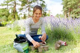 Lavanda: il periodo adatto per il trapianto