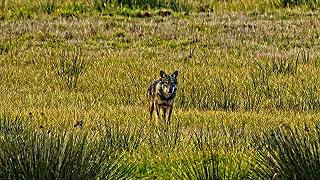 Lupo: il ritorno al Parco del Circeo e le regole da rispettare