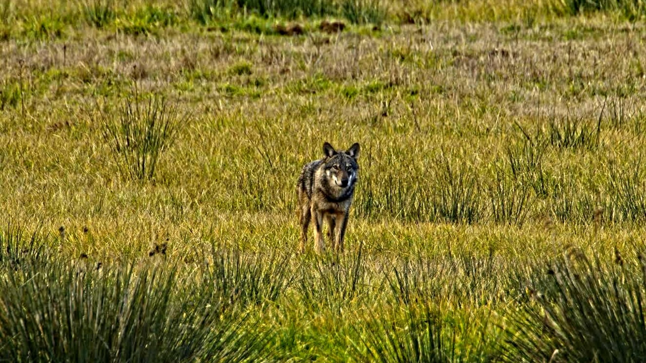 lupo al Parco del Circeo