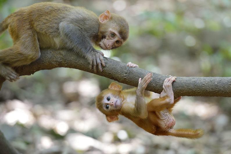 Animali e genitori: come avviene il distacco e perché?