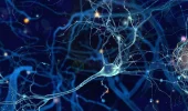 Un ibrido è stato ottenuto inserendo neuroni umani nel cervello dei ratti