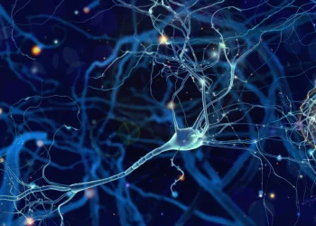 Un ibrido è stato ottenuto inserendo neuroni umani nel cervello dei ratti