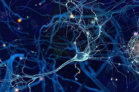 Un ibrido è stato ottenuto inserendo neuroni umani nel cervello dei ratti