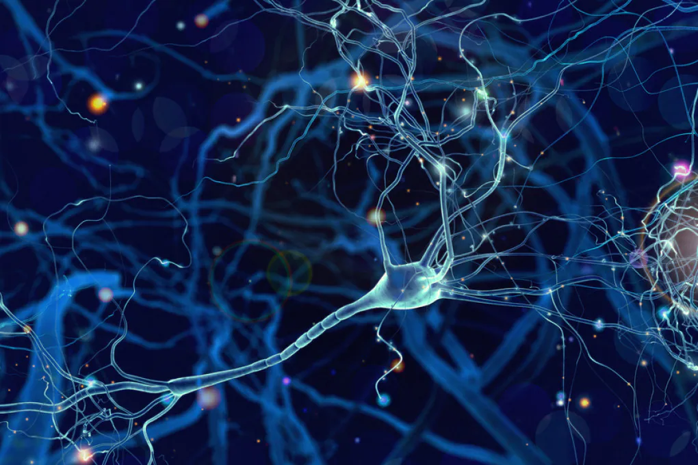 Un ibrido è stato ottenuto inserendo neuroni umani nel cervello dei ratti