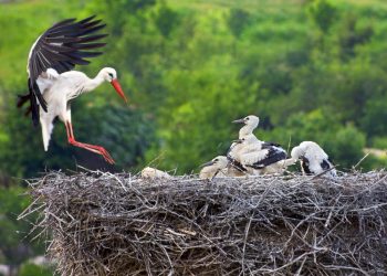 Cicogne: volontari in azione per i nidi nel modenese