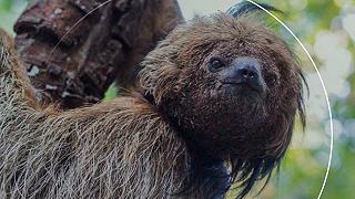 Bradipo: nuova specie con la testa a noce di cocco