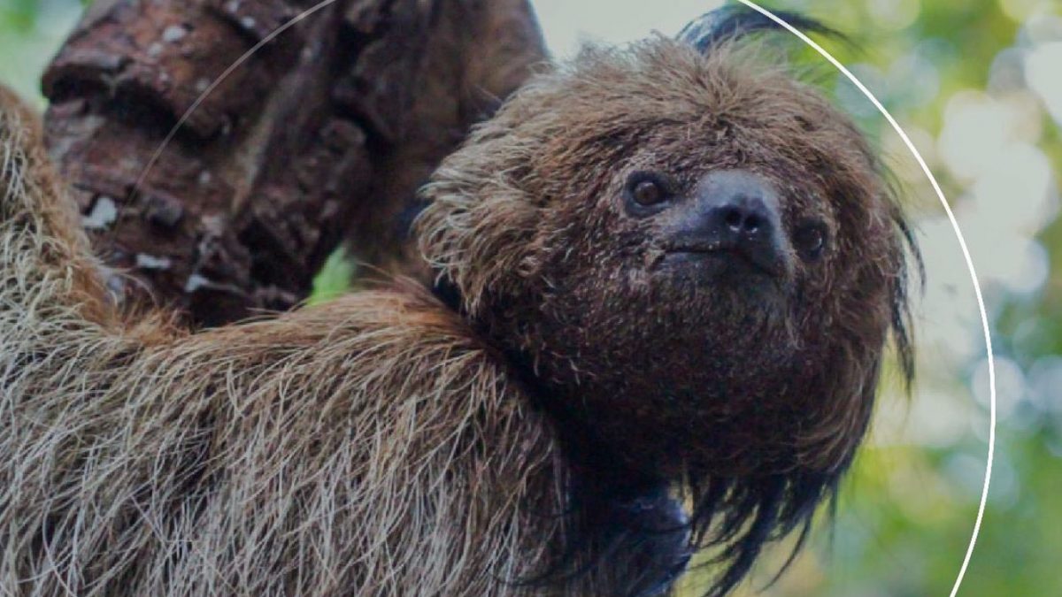 nuova specie di bradipo