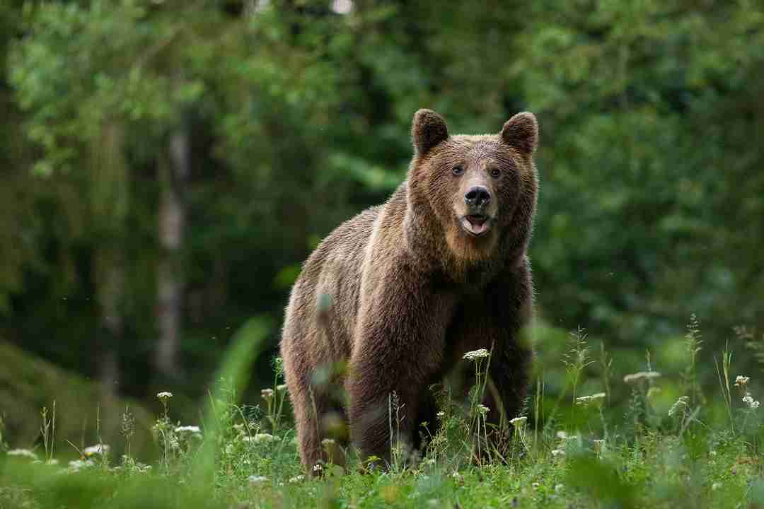 orso bruno