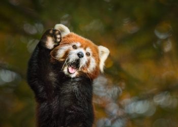 Panda rosso: caratteristiche e perché si sta estinguendo