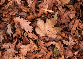 Le foglie secche per la salvaguardia degli ecosistemi