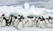 Pinguini: 4 donne li censiscono sull’isola di Goudier