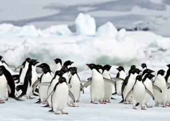 Pinguini: 4 donne li censiscono sull’isola di Goudier