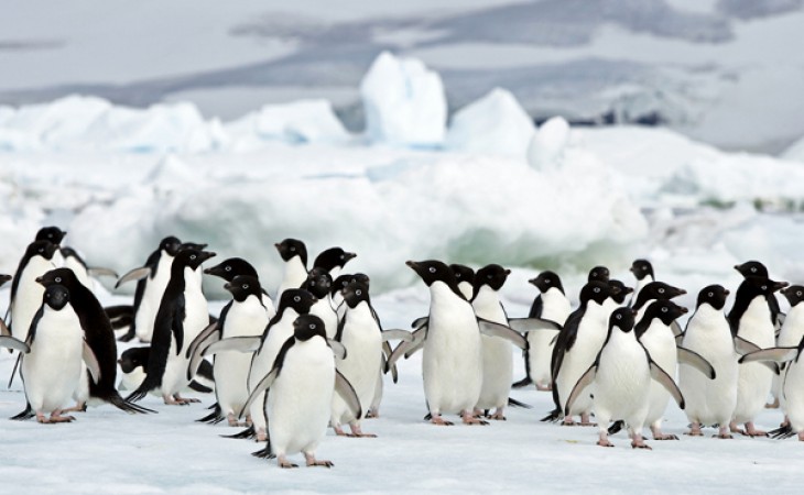pinguini Antartide