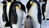 Pinguini imperatore: rischiano l’estinzione