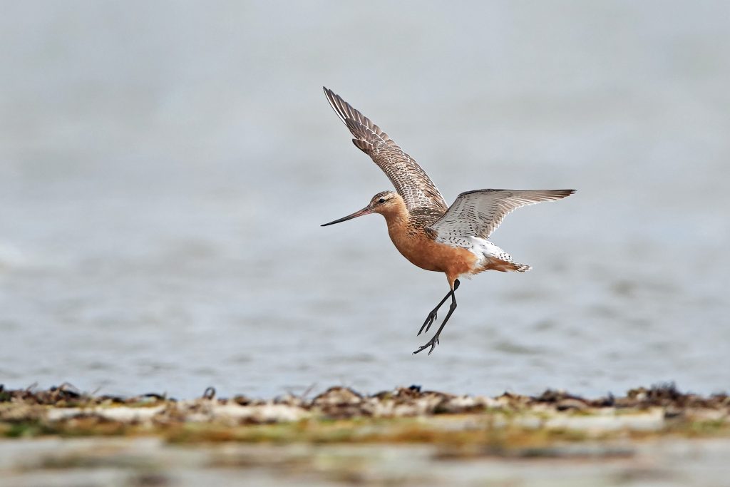 Pittima minore: record mondiale di volo senza sosta