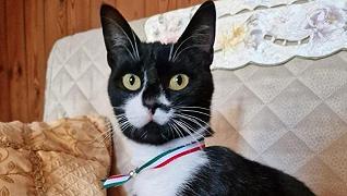 Gatto sindaco: il primo a Civita D’Antino