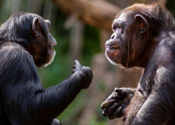 Gorilla e scimpanzé: amicizia duratura