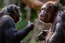 Gorilla e scimpanzé: amicizia duratura