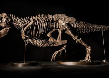 Shen: rarissimo scheletro di tirannosauro messo all'asta