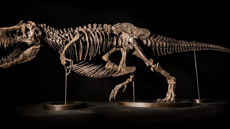 Shen: rarissimo scheletro di tirannosauro messo all’asta