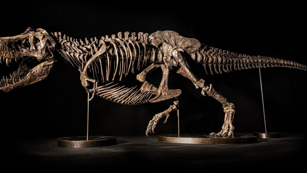 Shen: rarissimo scheletro di tirannosauro messo all’asta