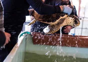 Tartarughe marine: ex delfinario di Rimini diventa un ospedale