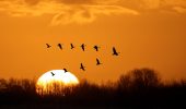 Uccelli: analizzate le specie in declino e in via di estinzione
