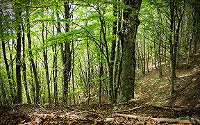 Cambiamenti climatici: le foreste possono aiutare a contrastarlo