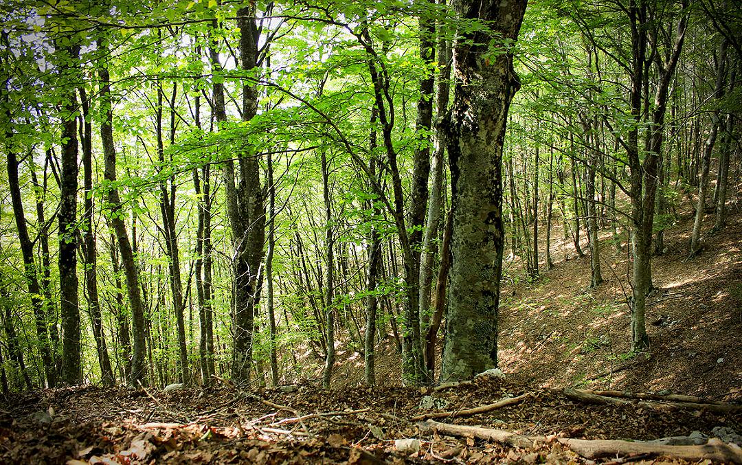 Cambiamenti climatici: le foreste possono aiutare a contrastarlo