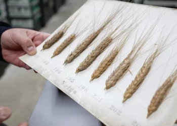 La soluzione delle carestie in raccolte di grano di 300 anni fa