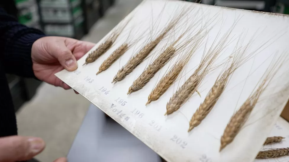 La soluzione delle carestie in raccolte di grano di 300 anni fa