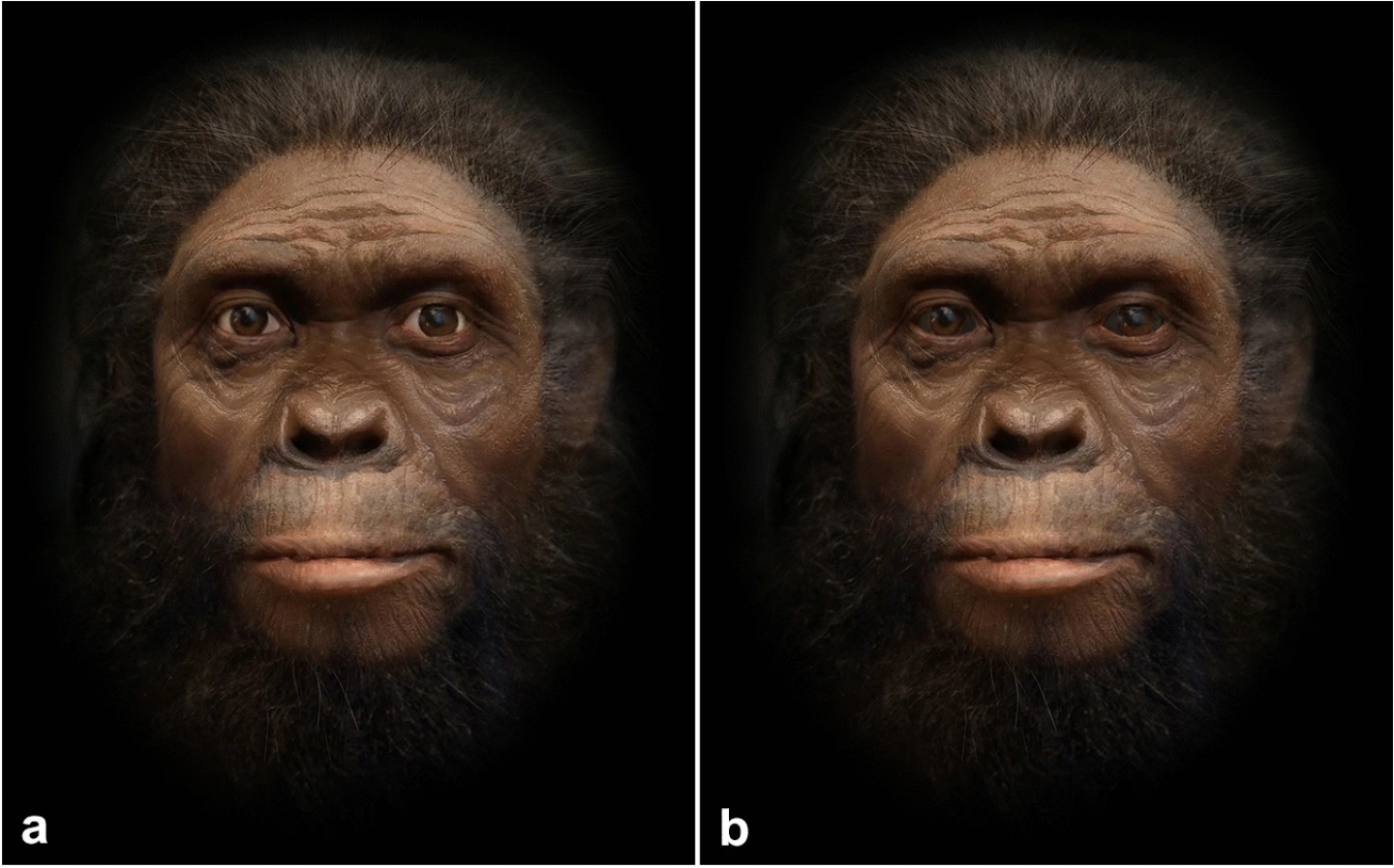 L’occhio umano si è evoluto per ispirare fiducia