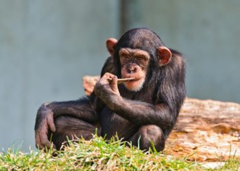 Quando gli scimpanzé cercano attenzioni lo fanno capire chiaramente