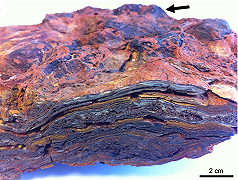 Vita sulla Terra: c’era già 3,48 miliardi di anni fa