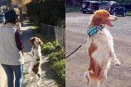 Dexter: il cane che cammina eretto come l’uomo