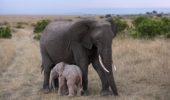 Kenya: cucciolo per l'elefantessa salvata dallo Sheldrick Wildlife Trust