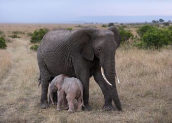 Kenya: cucciolo per l'elefantessa salvata dallo Sheldrick Wildlife Trust