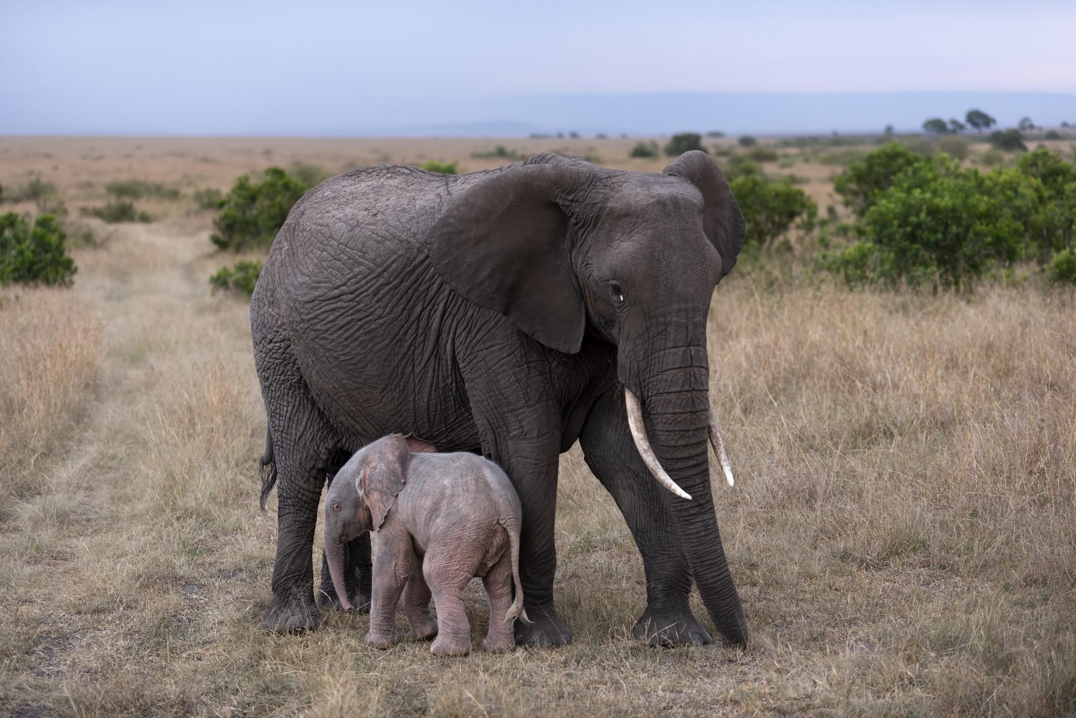 Elefante e cucciolo