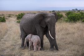 Kenya: cucciolo per l’elefantessa salvata dallo Sheldrick Wildlife Trust