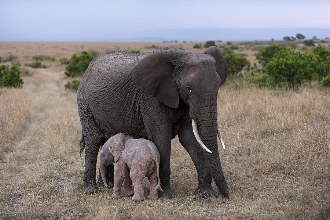 Kenya: cucciolo per l’elefantessa salvata dallo Sheldrick Wildlife Trust