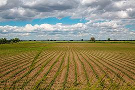 Agricoltura: un milione di occupati in Italia