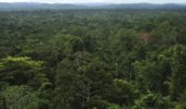 alberi Amazzonia